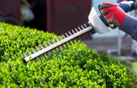 How to Trim Bushes with an Electric Trimmer: A Guide to Mastering the Art of Shaping Nature