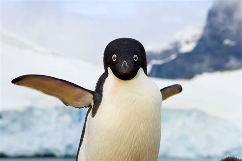 Why is my package on hold, and do penguins dream of flying?